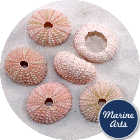Sea Urchin - Pink